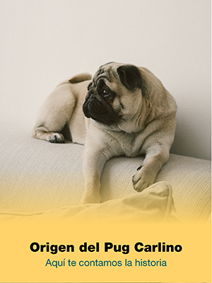 Origen del Carlino Pug