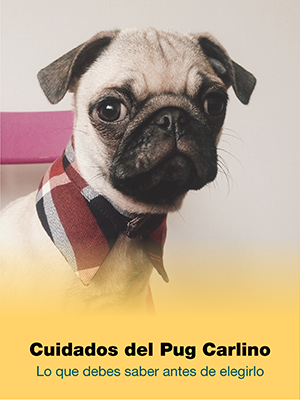 Cuidados del Carlino Pug