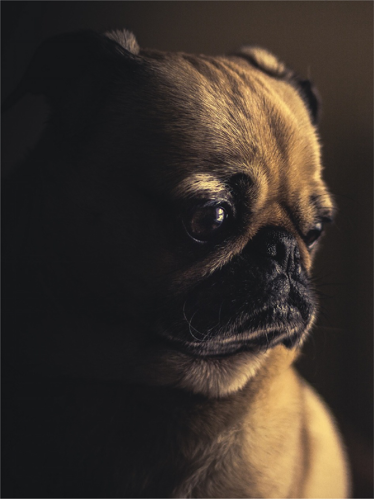 Encefalitis del pug carlino