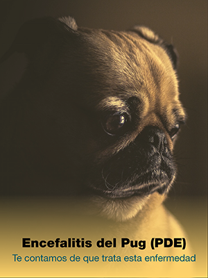 Encefalitis del pug carlino