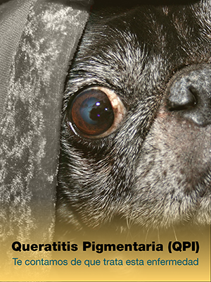 Queratitis Pigmentaria Inmunomediada Pug Carlino
