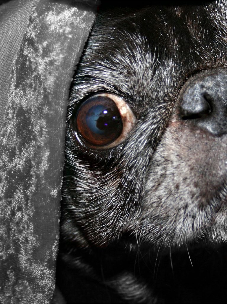 Queratitis Pigmentaria Inmunomediada Pug Carlino