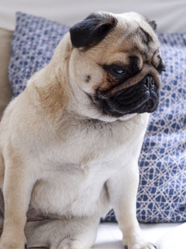 Elongación del paladar blando en pugs carlino