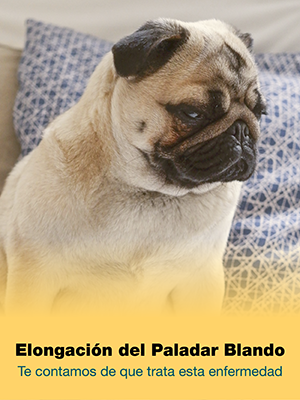 Elongación del paladar blando en pugs carlino